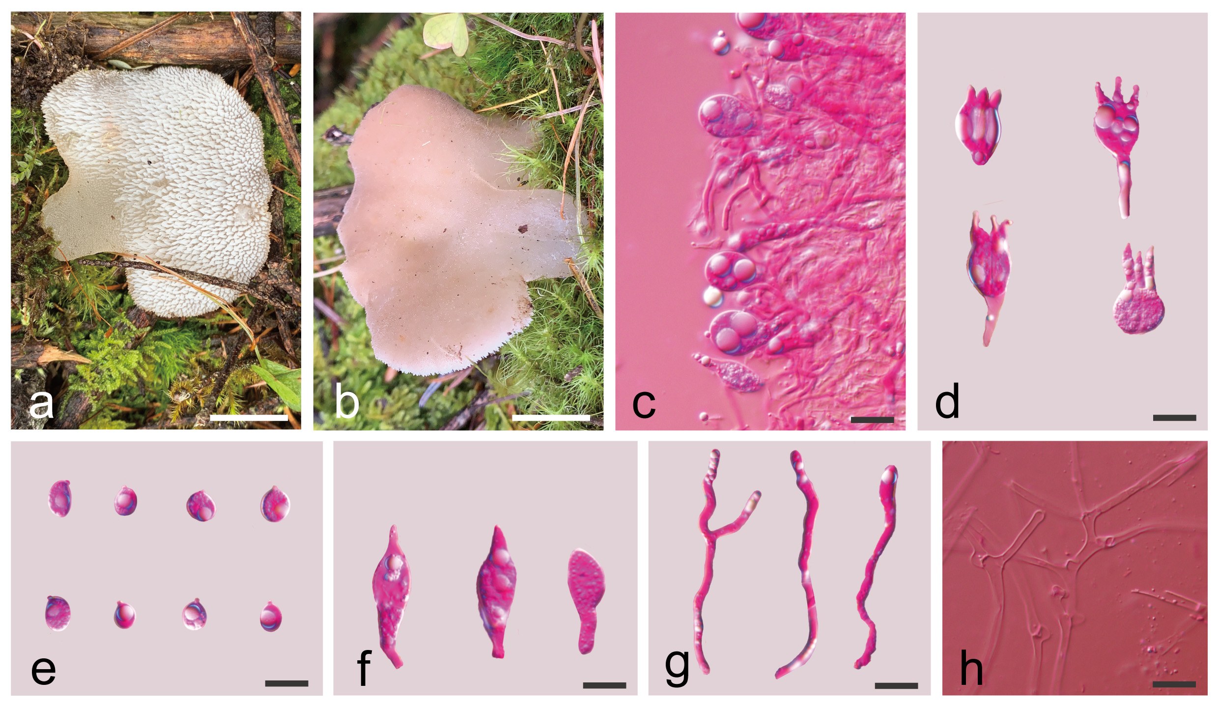 Figure 42